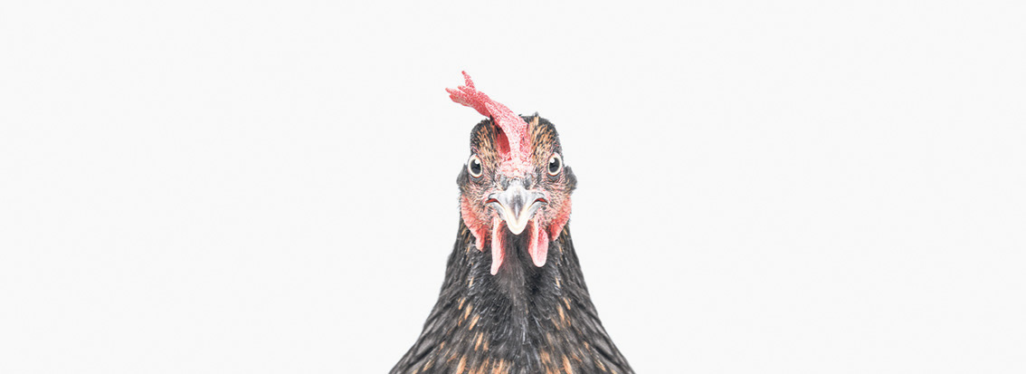 Huhn